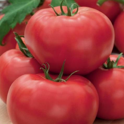 Pomidor pod osłony wysoki Bruno F1 twardy 0,1g