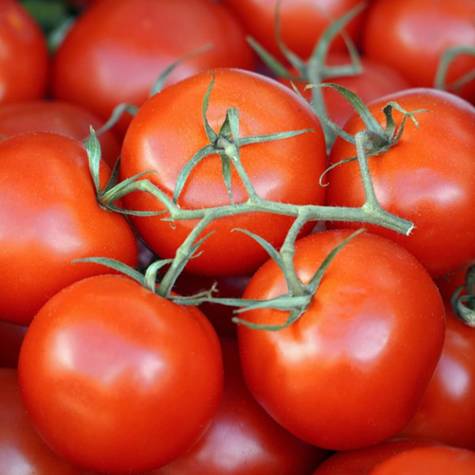 Pomidor szklarniowy Ateron F1 0,2g