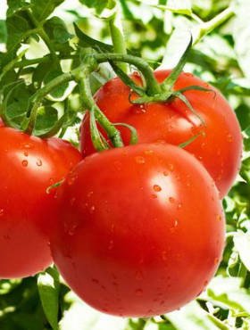 Pomidor szklarniowy Julia Mieszaniec F1 0,1g