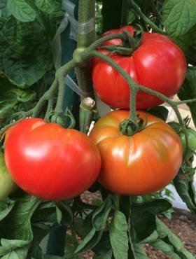 Pomidor szklarniowy Octawian Mieszaniec F1 0,1g