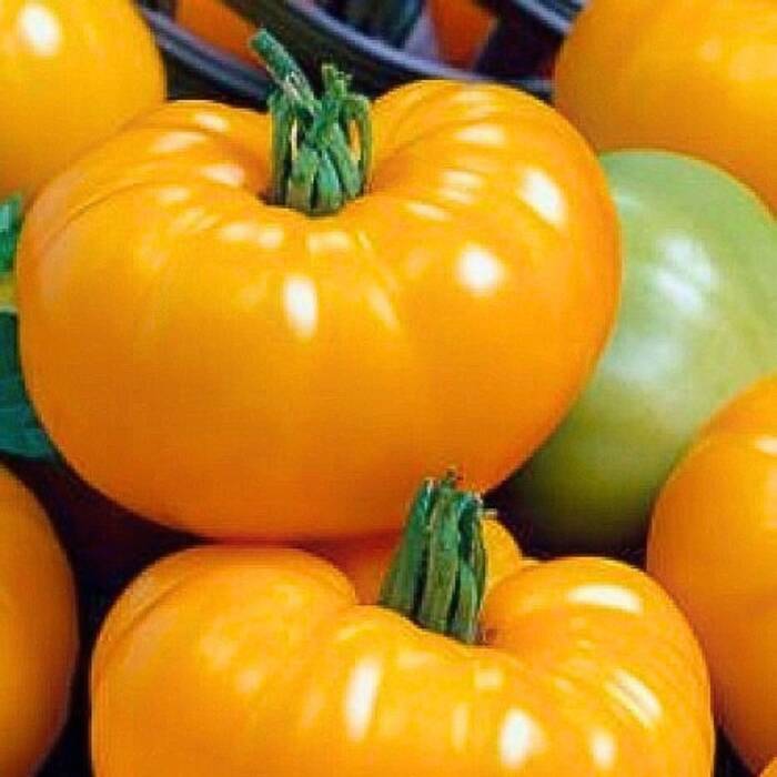 Pomidor szklarniowy Orange Wellington Mieszaniec F1 0,1g