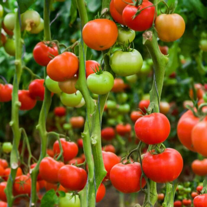 Pomidor szklarniowy Pedro Mieszaniec F1 0,1g