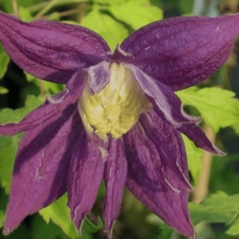 Powojnik Clematis botaniczny Purple Spider