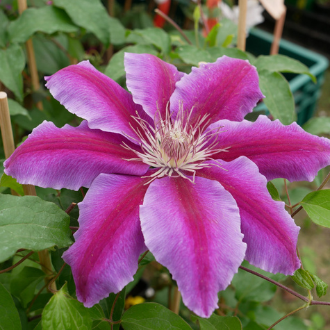 Powojnik Clematis wielkokwiatowy dr Ruppel P14