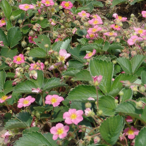 Poziomka Fragaria Pink Panda Ozdobne różowe kwiaty (P9)