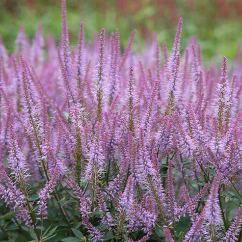 Przetacznikowiec wirginijski 'Pink Glow'