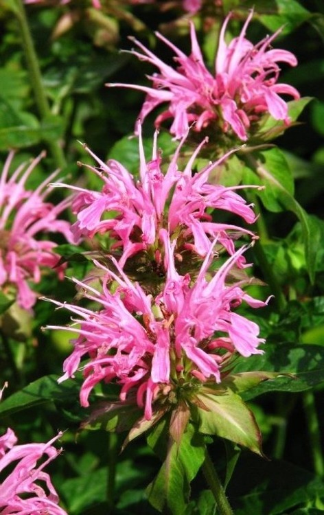 Pysznogłówka ogrodowa Croftway Pink (P9)