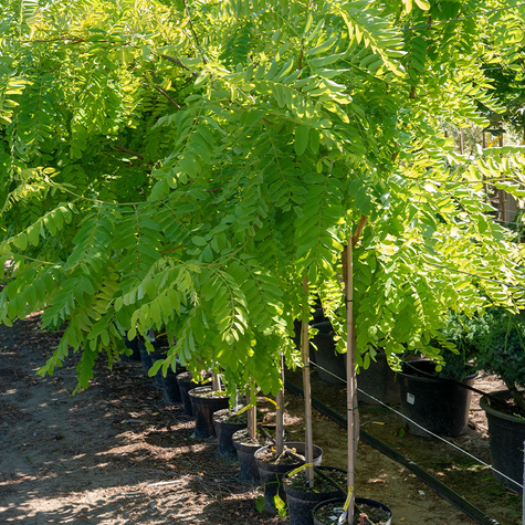 Robinia Akacjowa Akacja Złota Frisia na pniu (Pa 140, obw. 8/10cm, H-200/220)