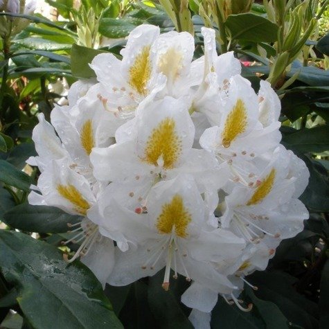 Rododendron Różanecznik Madame Masson biały 