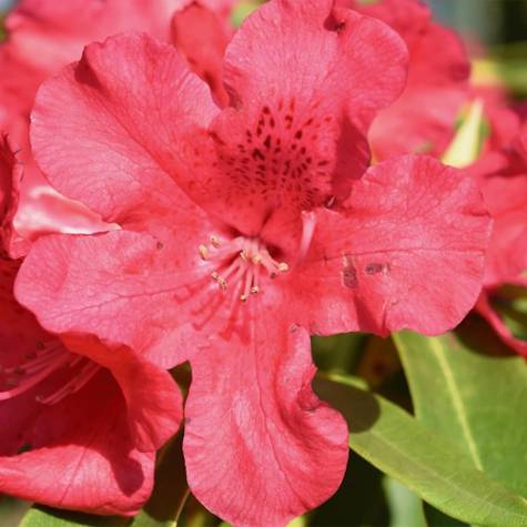 Rododendron Różanecznik czerwony z nakrapianym środkiem
