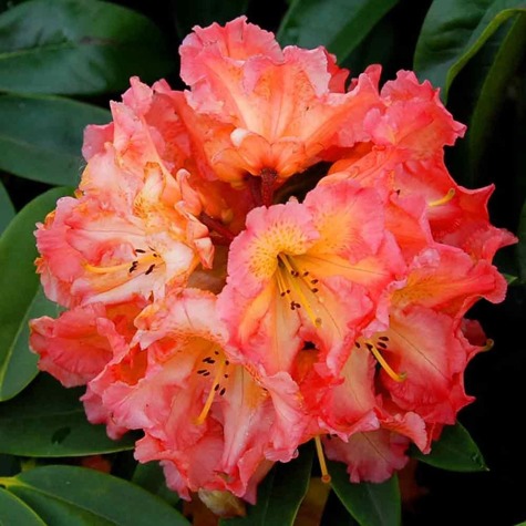 Rododendron pomarańczowo-różowy