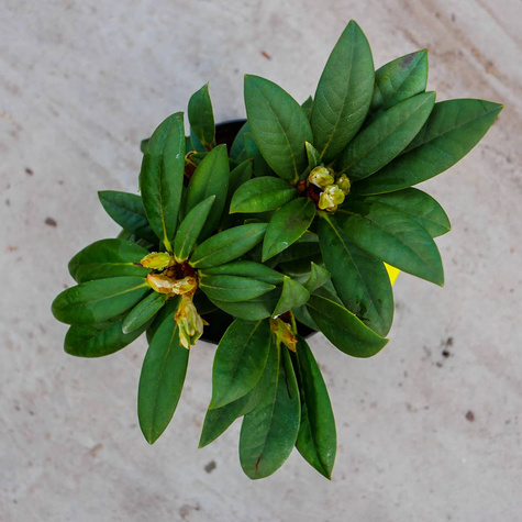 Rododendron pomarańczowo-różowy