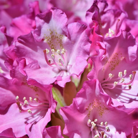 Rododendron różowy