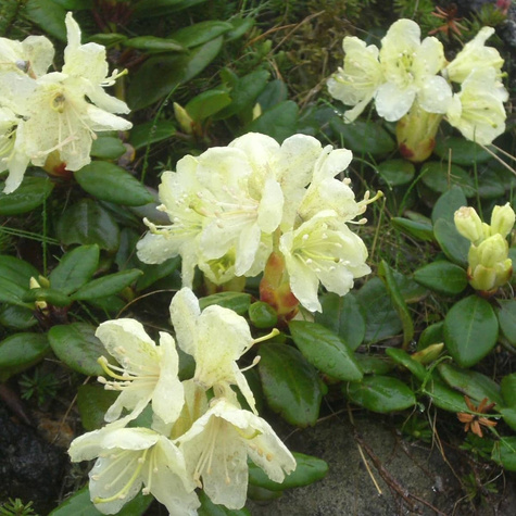 Rododendron żółty