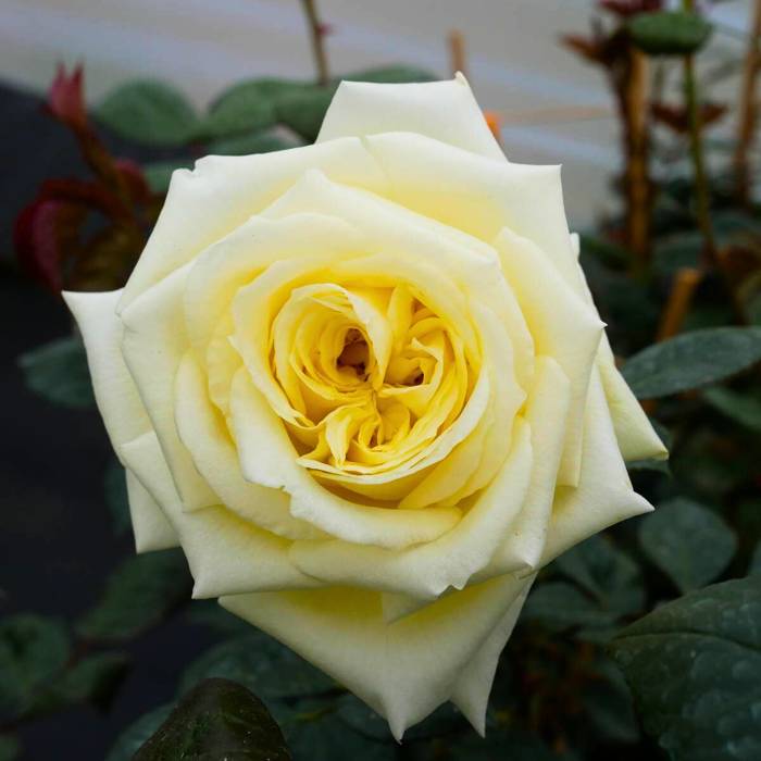 Róża ELFF pnąca seledynowa  Licencjonowana