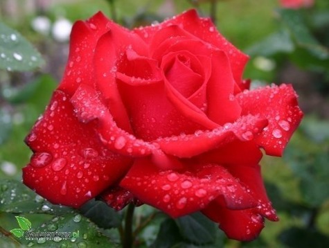 Róża 'GRANDE AMORE' Licencjonowana ® 