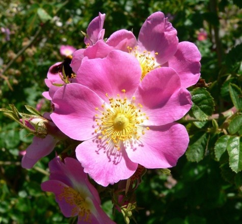 Róża Malvina