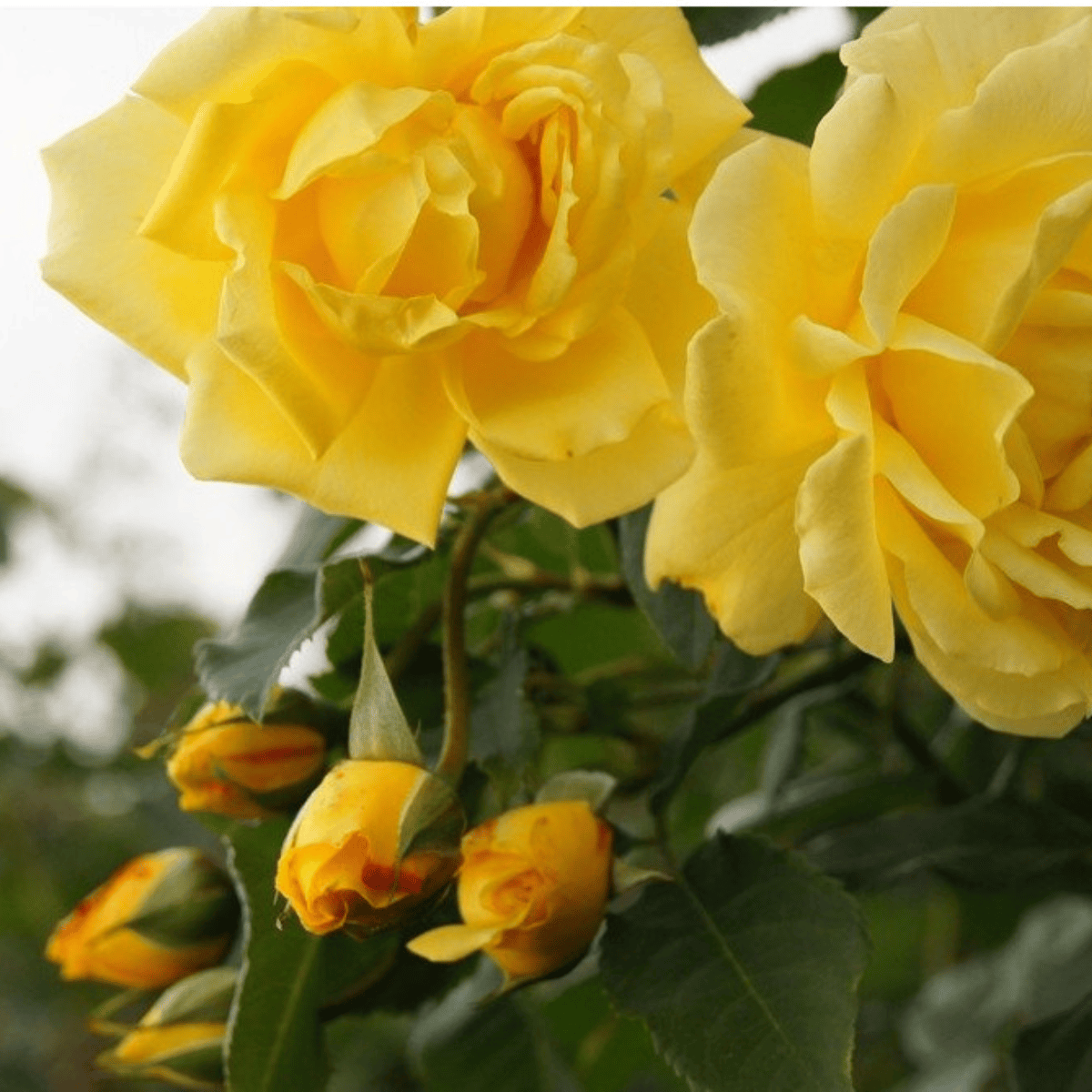 Róża PNĄCA żółta