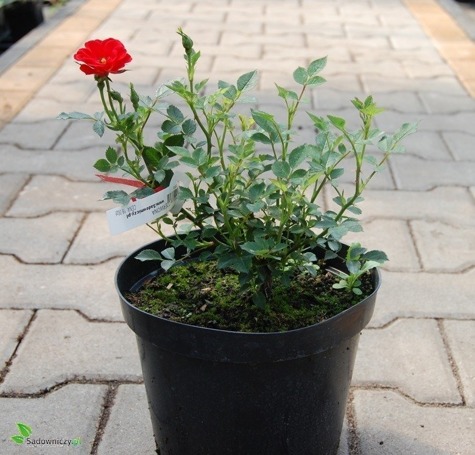 Róża drobnokwiatowa (miniatura) CZERWONA