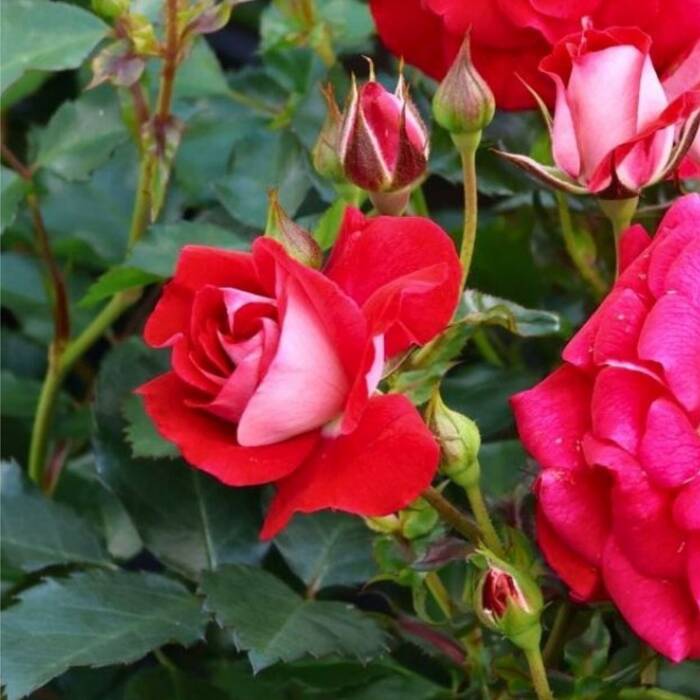 Róża miniatura Corazon czerwono-kremowa balot