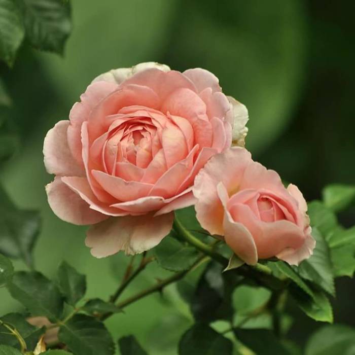 Róża miniatura Łososiowa