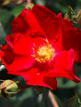 Róża okrywowa Alcantra aksamitno czerwona doniczka
