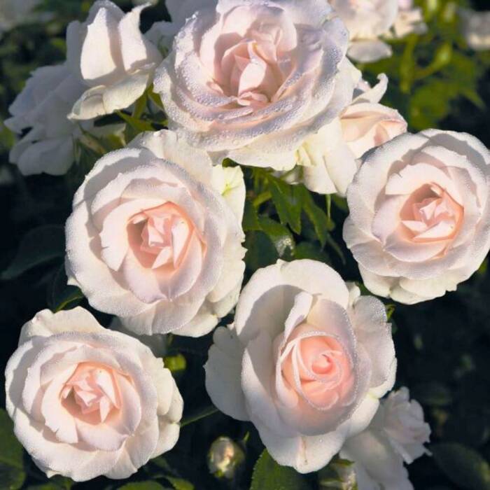 Róża okrywowa Aspirin Rose biała balot