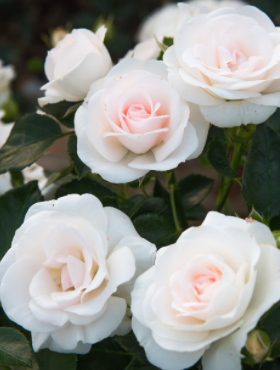 Róża okrywowa Aspirin Rose biała doniczka
