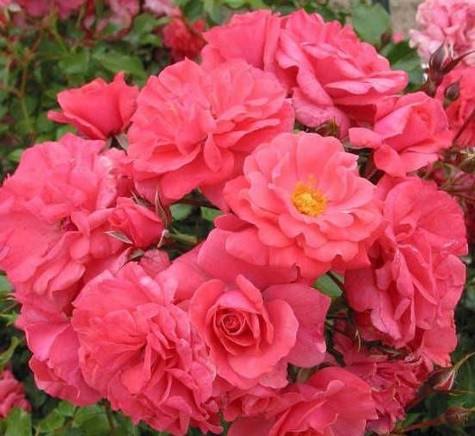 Róża okrywowa Bad Birnbach różowa pojemnik