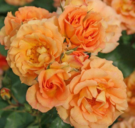Róża okrywowa Bentheimer Gold pomarańczowa pojemnik