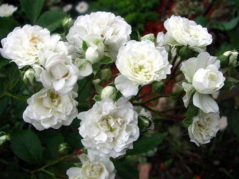 Róża okrywowa Inocencia biała pojemnik