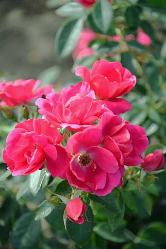 Róża okrywowa Knirps różowofioletowa balot