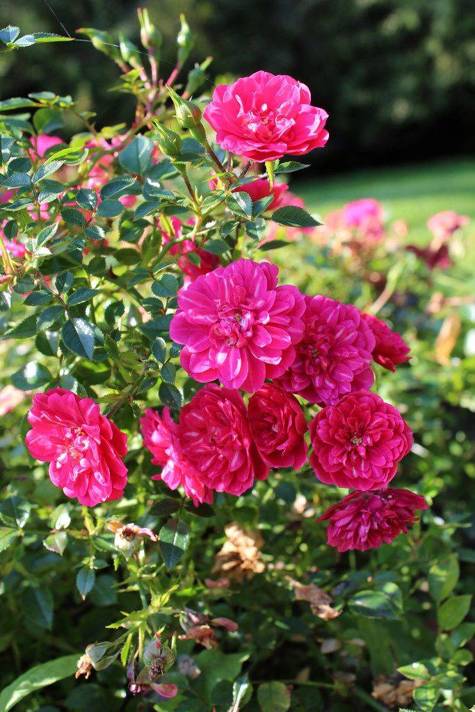 Róża okrywowa Knirps różowofioletowa pojemnik
