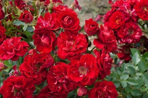 Róża okrywowa Red Fairy czerwona
