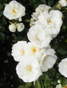 Róża okrywowa Schneeflocke śnieżnobiała pojemnik