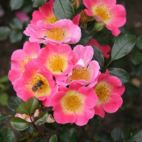 Róża okrywowa Topolina różowa samooczyszczająca pojemnik