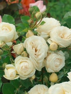 Róża parkowa Artemiss biała doniczka