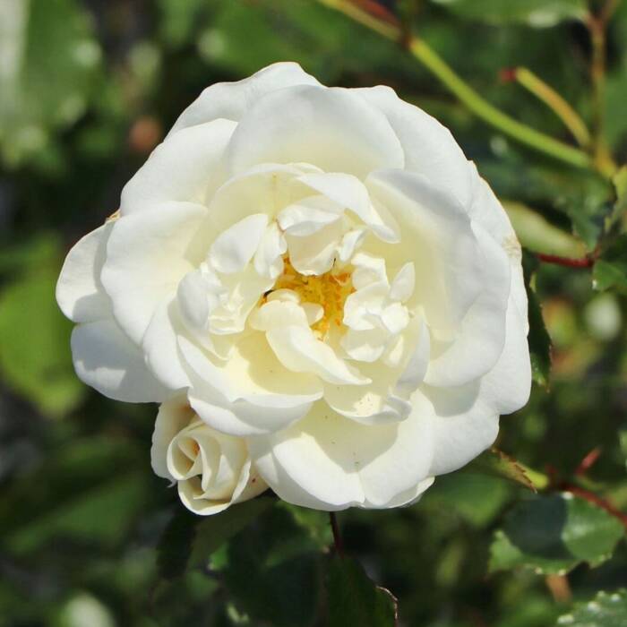 Róża parkowa Bounty biała balot
