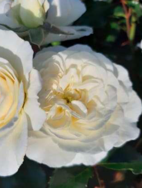 Róża parkowa Bounty biała doniczka