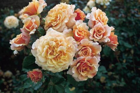 Róża parkowa Caramella herbaciana pojemnik