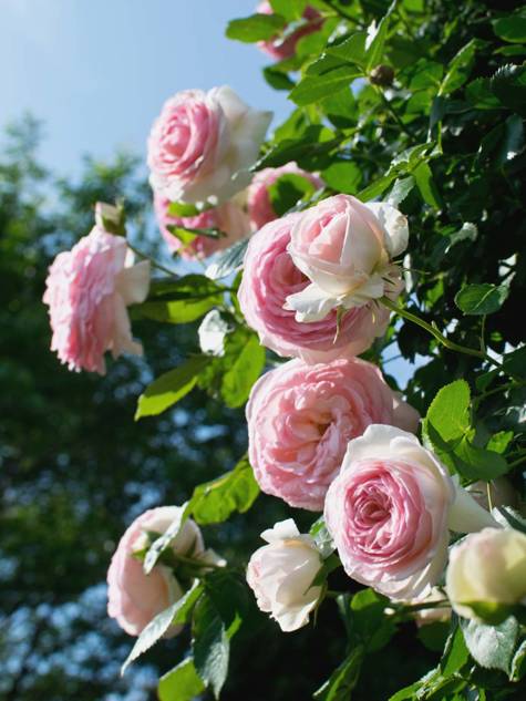 Róża parkowa Cinderella Kopciuszek jasnoróżowa pojemnik