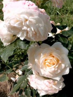 Róża parkowa Friedenslicht biała doniczka