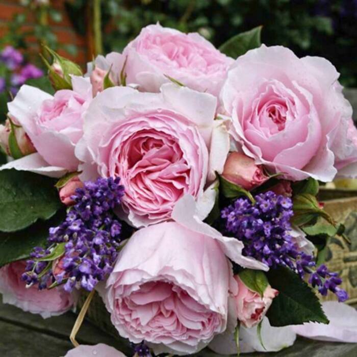 Róża parkowa Gartentaraume różowa balot