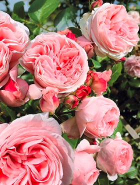 Róża parkowa Gartentaraume różowa doniczka