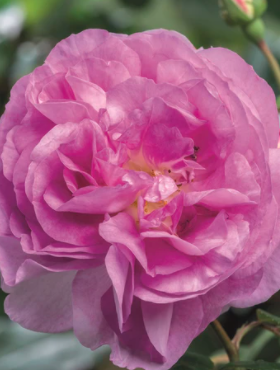 Róża parkowa Saphir fioletowa pojemnik