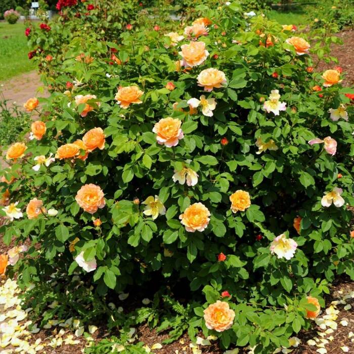Róża parkowa Sonnenwelt herbaciano-morelowa balot