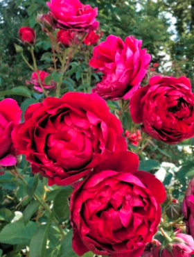 Róża parkowa Soul ciemno różowa doniczka