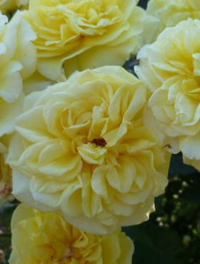 Róża parkowa Stentalet żółta pojemnik