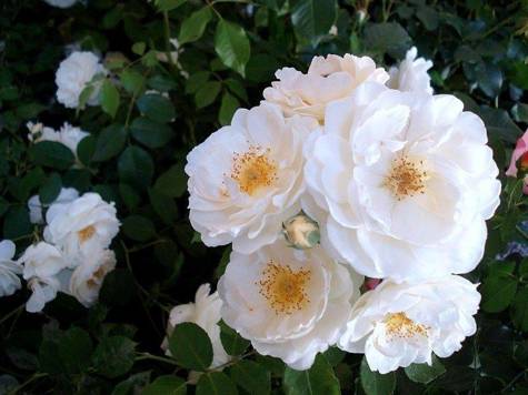 Róża parkowa Taxandria doniczka