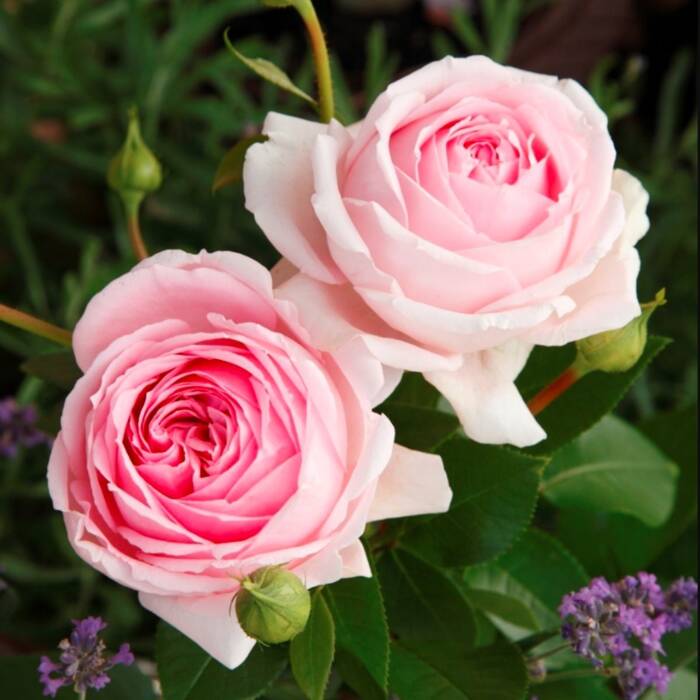 Róża parkowa Wellenspiel różowo-perłowa balot